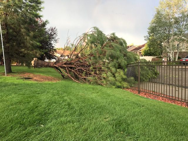 Uprooted tree